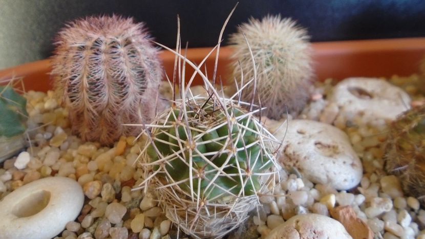 Echinocereus fendleri v. rectispinus (-18 C) - Cactusi 2019 final - catalogare 1
