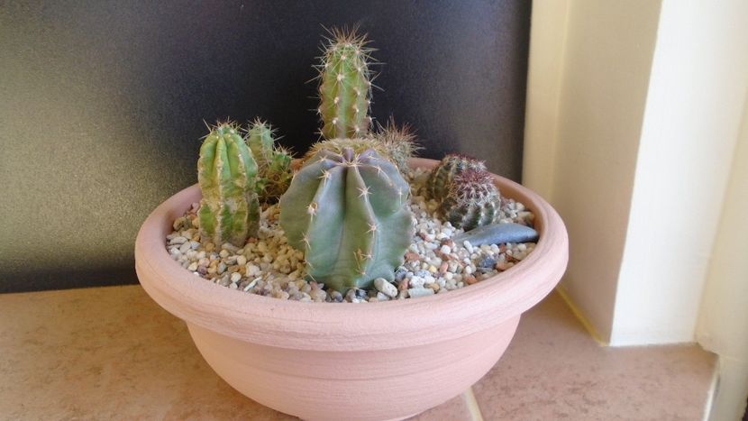 Cactusi cold hardy: grup de 6 Echinocereus (-2 -20C) - Cactusi 2019 final - catalogare 1
