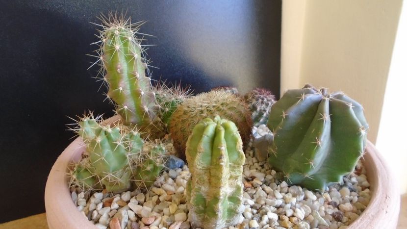 Cactusi cold hardy: grup de 6 Echinocereus (-2 -20C) - Cactusi 2019 final - catalogare 1