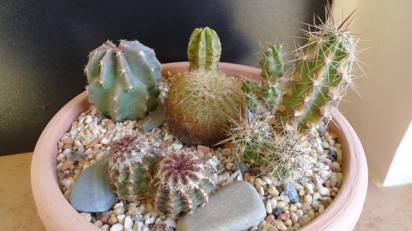 Cactusi cold hardy: grup de 6 Echinocereus (-2 -20C) - Cactusi 2019 final - catalogare 1