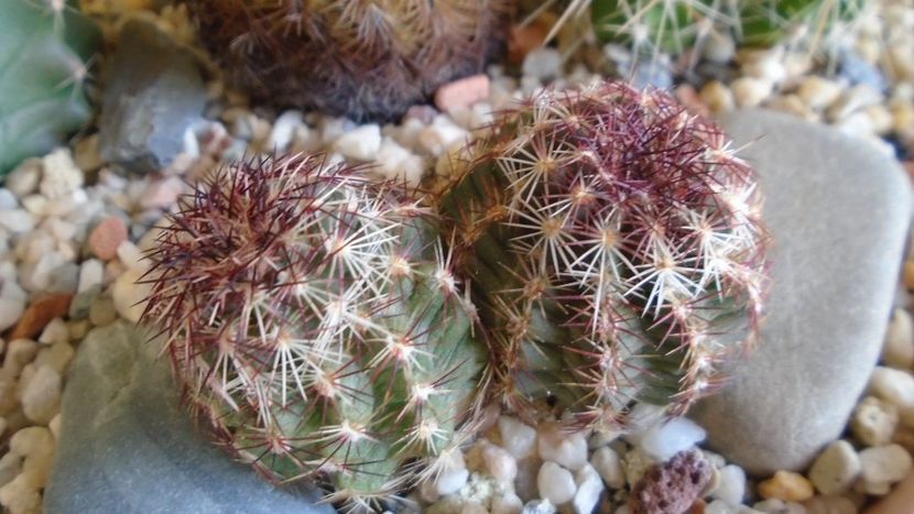 Echinocereus viridiflorus (-20 C) - Cactusi 2019 final - catalogare 1