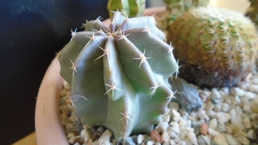 Echinocereus subinermis (-2 C) - Cactusi 2019 final - catalogare 1