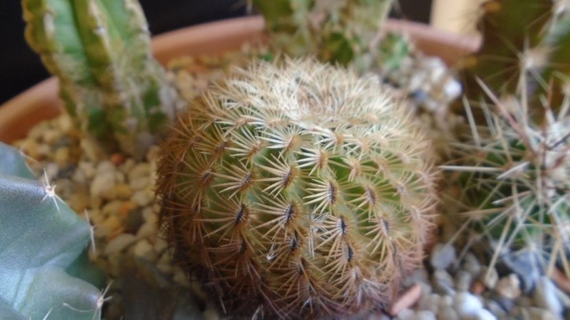 Echinocereus carmenensis (Echino. viridiflorus ssp. correllii  -10 C) - Cactusi 2019 final - catalogare 1