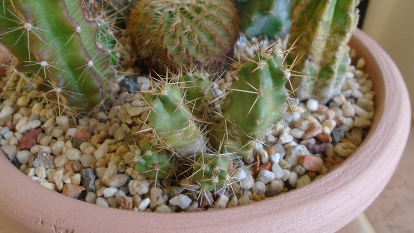 Echinocereus blankii (-6 C) - Cactusi 2019 final - catalogare 1