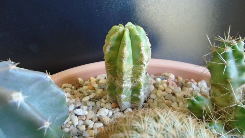 Echinocereus viereckii v. morricalii (-7 C) - Cactusi 2019 final - catalogare 1