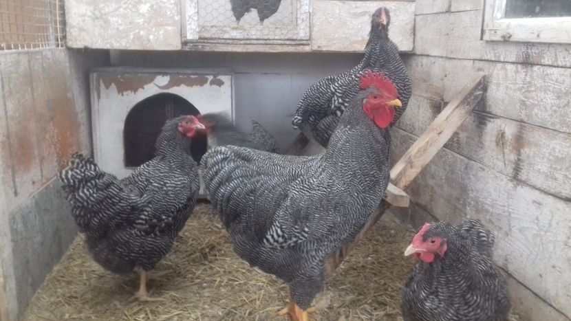  - PLYMOUTH ROCK BARAT F 1- 2020