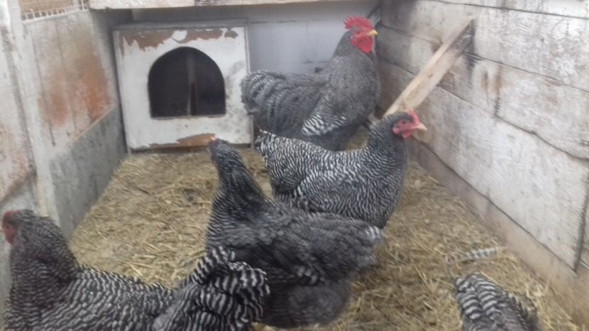  - PLYMOUTH ROCK BARAT F 1- 2020