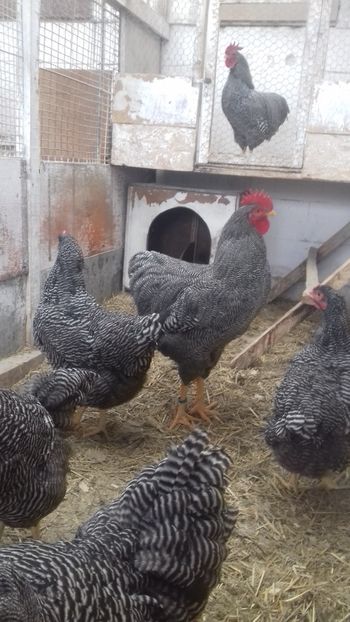  - PLYMOUTH ROCK BARAT F 1- 2020