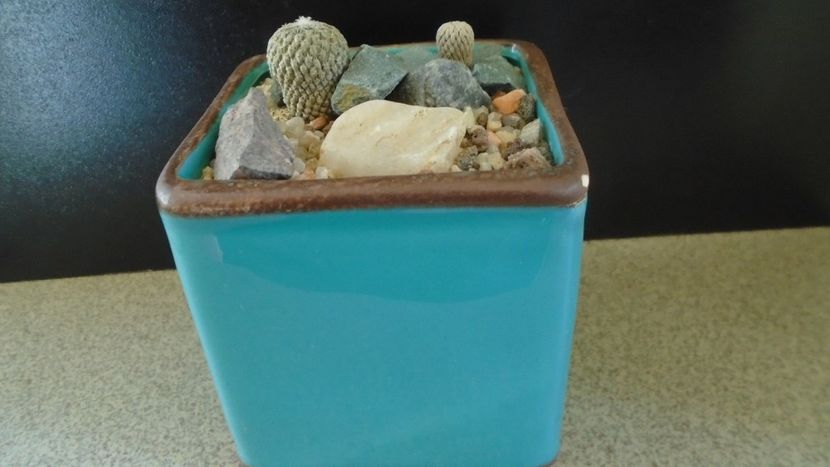 Pelecyphora strobiliformis & Pelecyphora aselliformis - Cactusi 2019 final - catalogare 1