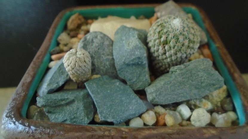 Pelecyphora strobiliformis & Pelecyphora aselliformis - Cactusi 2019 final - catalogare 1