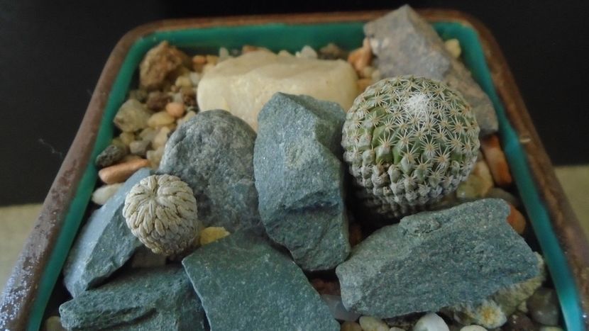 Pelecyphora strobiliformis & Pelecyphora aselliformis - Cactusi 2019 final - catalogare 1