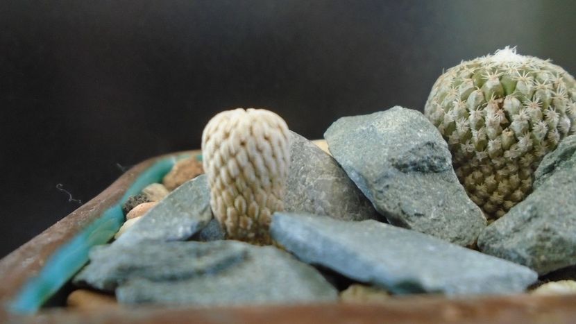 Pelecyphora strobiliformis & Pelecyphora aselliformis - Cactusi 2019 final - catalogare 1