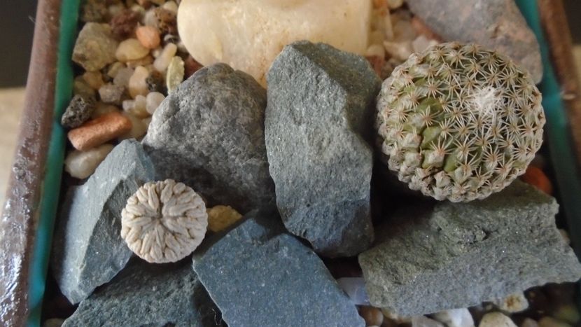 Pelecyphora strobiliformis & Pelecyphora aselliformis - Cactusi 2019 final - catalogare 1