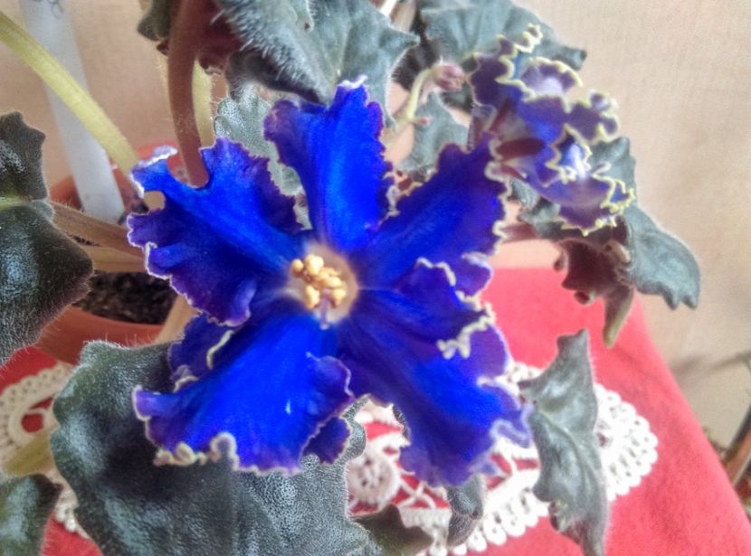  - RS Morskoe Chudo de la Ninutza