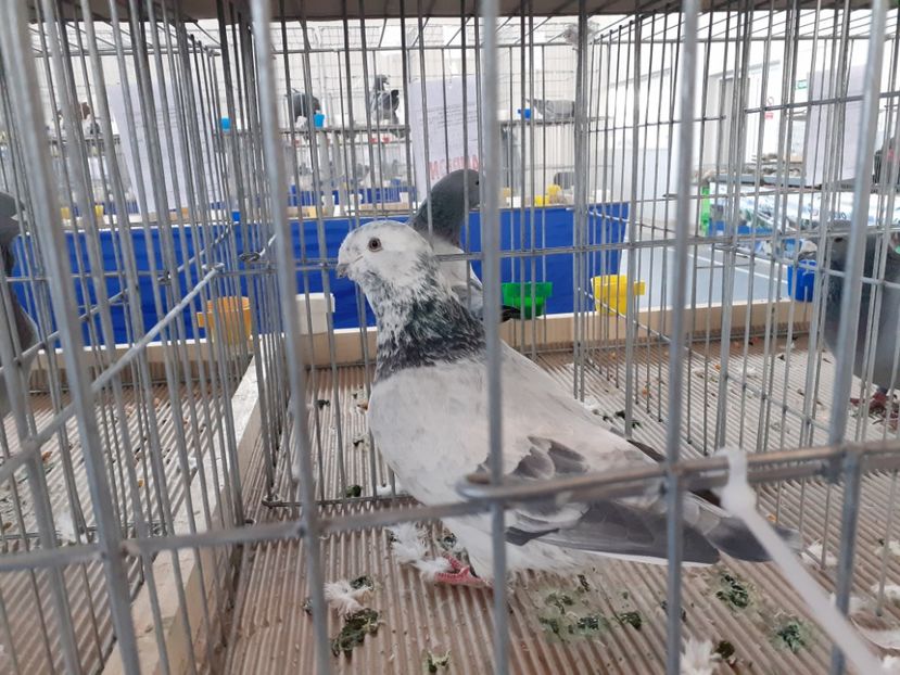  - Expo Fauna Hotarele 2019