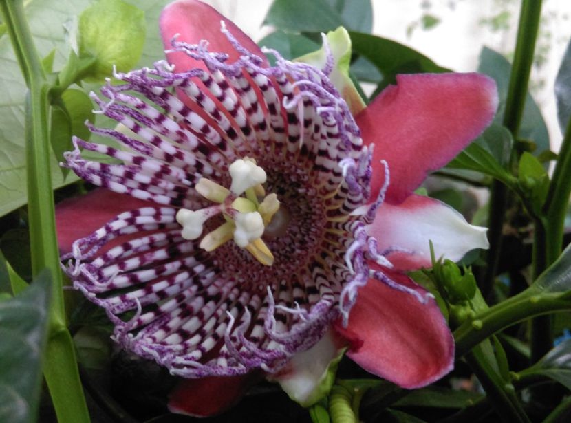  - Passiflora 2019