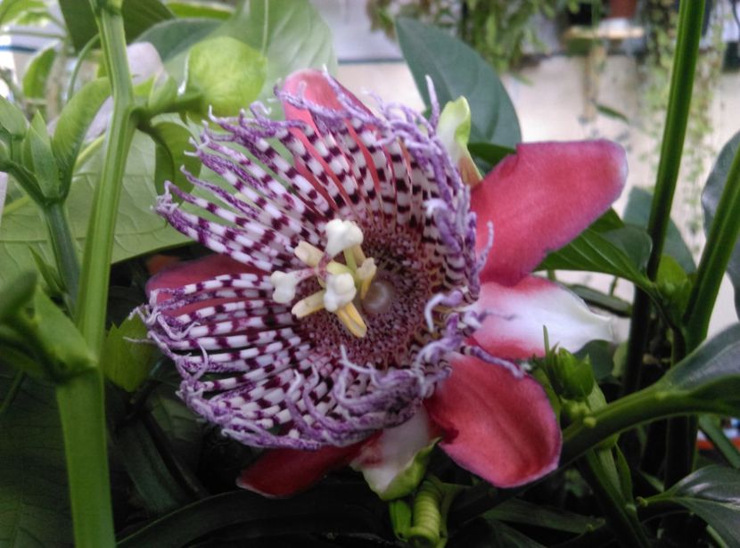  - Passiflora 2019