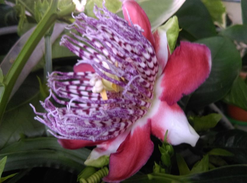  - Passiflora 2019