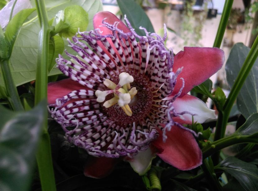  - Passiflora 2019
