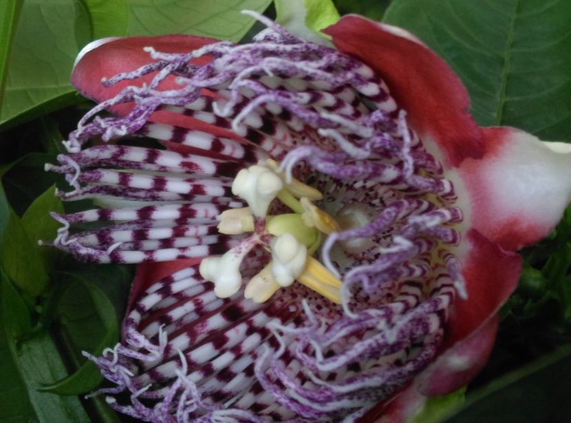  - Passiflora 2019
