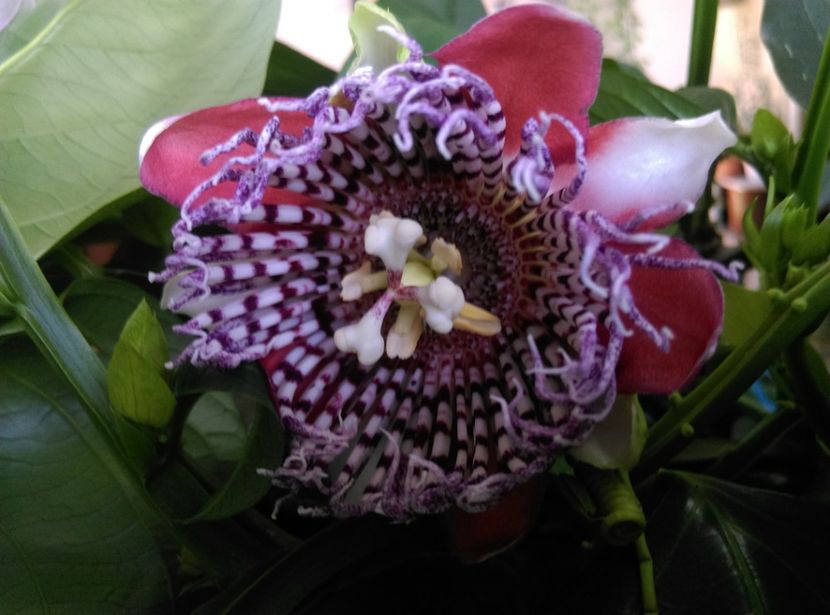  - Passiflora 2019