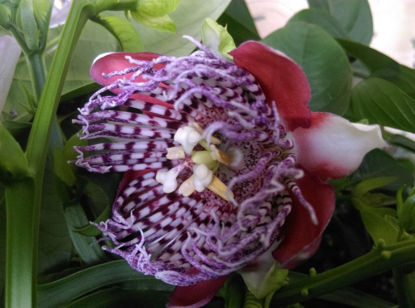  - Passiflora 2019