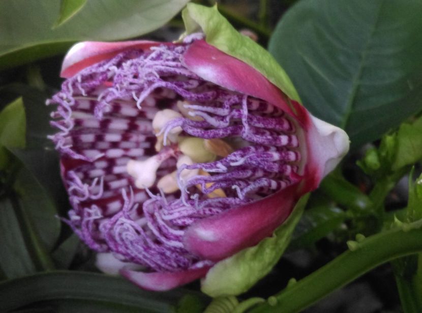  - Passiflora 2019