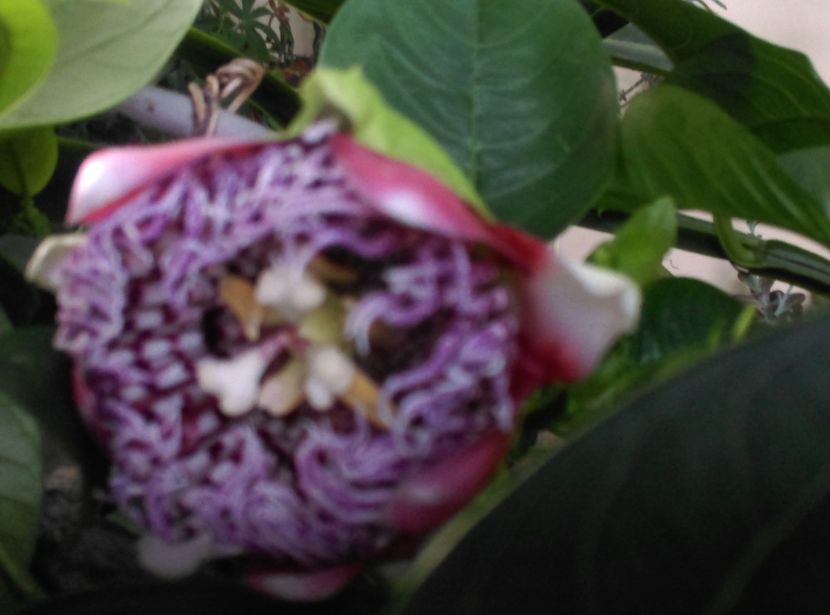  - Passiflora 2019