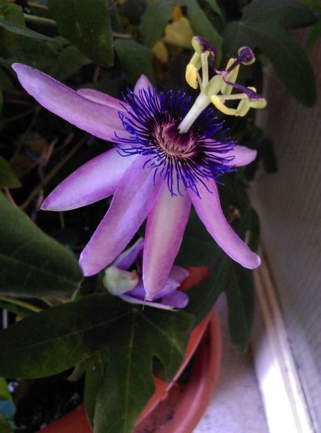  - Passiflora 2019