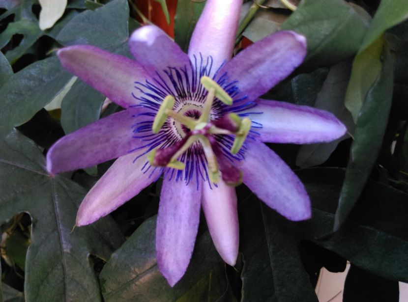  - Passiflora 2019