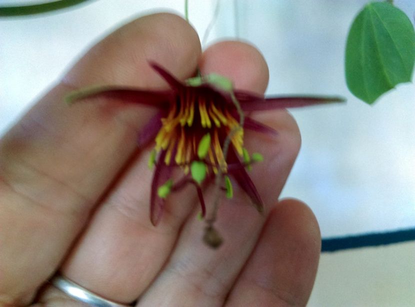  - Passiflora 2019