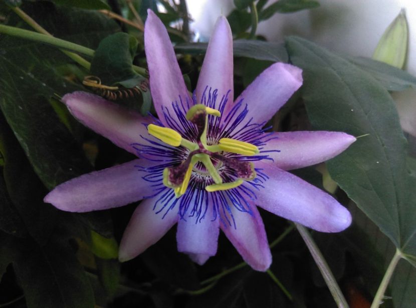  - Passiflora 2019