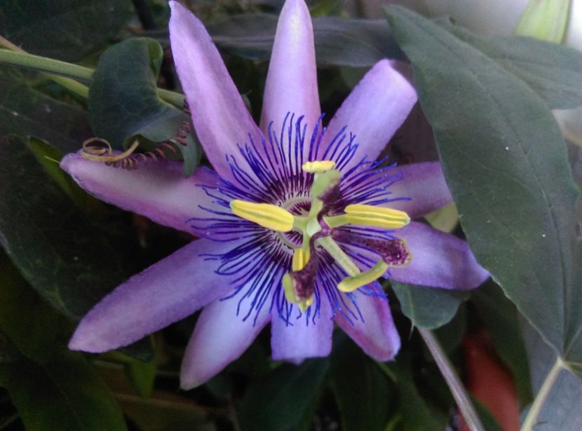  - Passiflora 2019