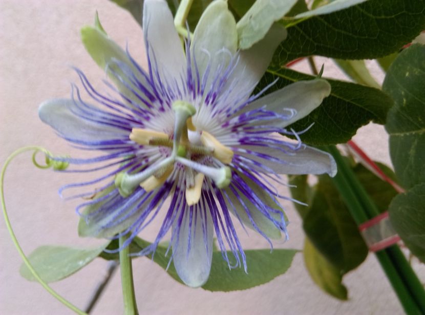  - Passiflora 2019