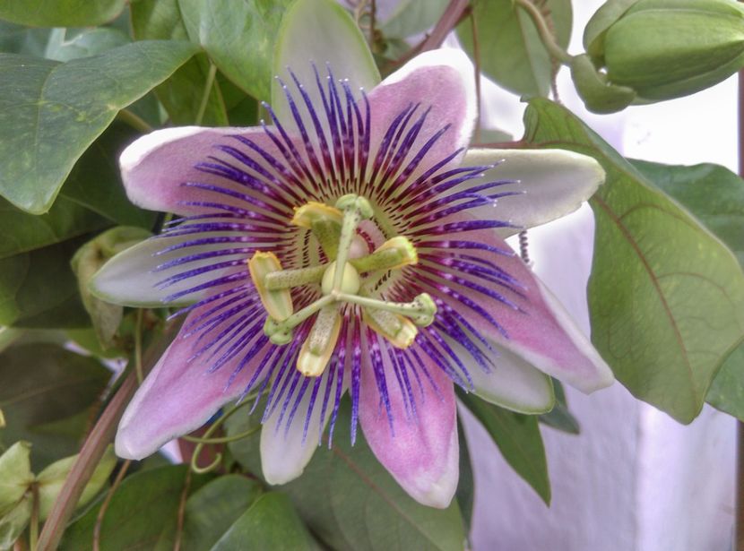  - Passiflora 2019