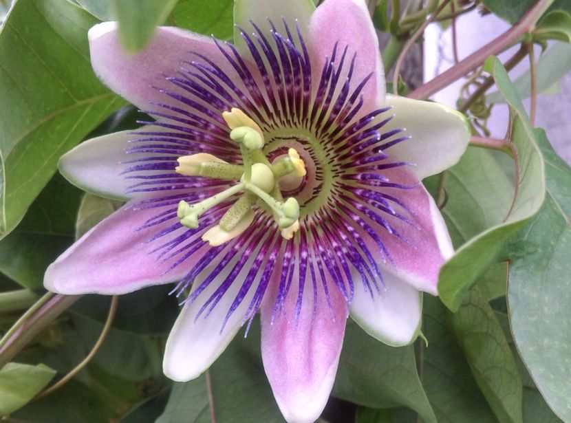  - Passiflora 2019