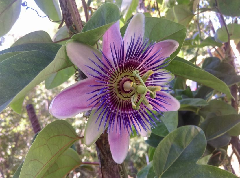  - Passiflora 2019