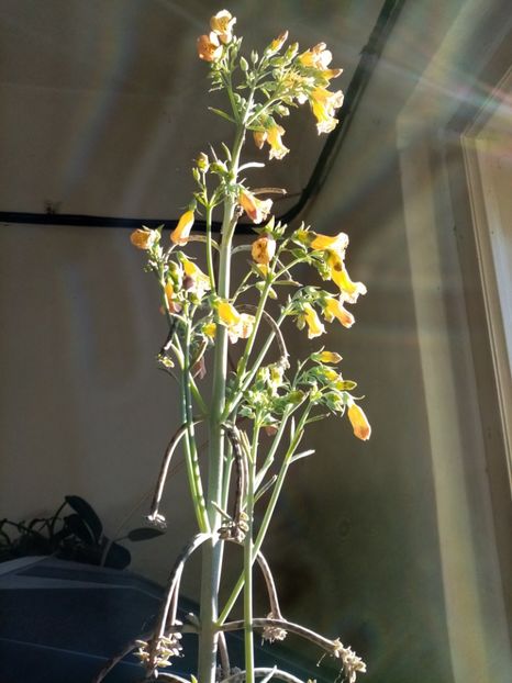  - Cactusi si suculente 2019_2