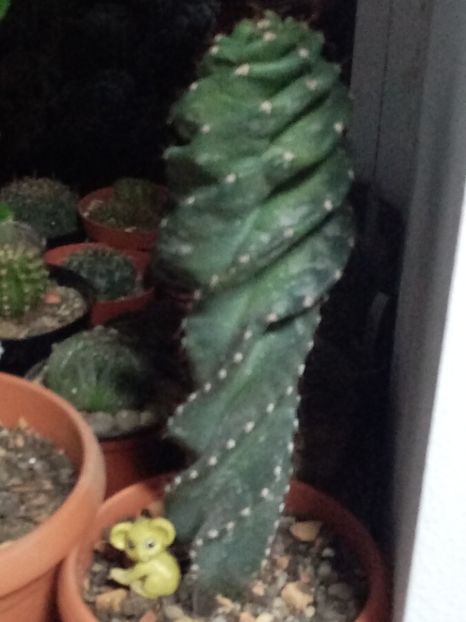 - Cactusi si suculente 2019_2