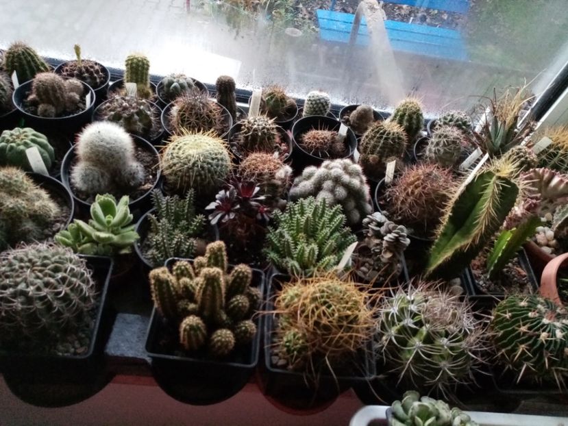 - Cactusi si suculente 2019_2