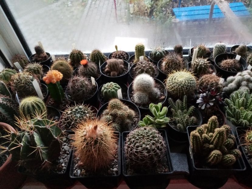  - Cactusi si suculente 2019_2