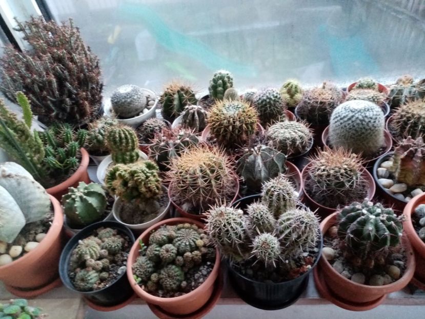  - Cactusi si suculente 2019_2