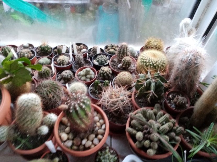  - Cactusi si suculente 2019_2