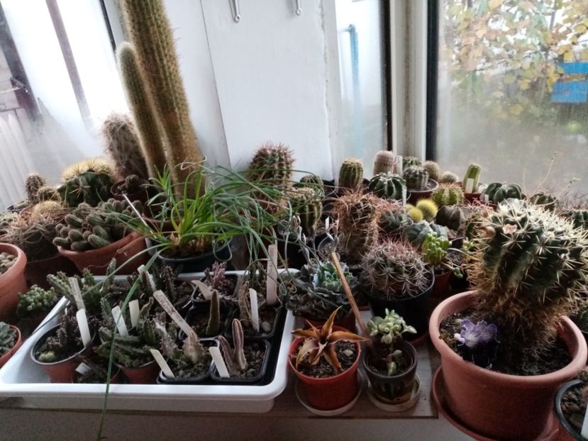  - Cactusi si suculente 2019_2