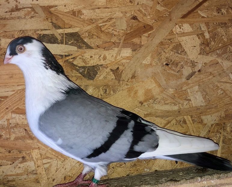 6756  mascul  2019 - 00001 porumbei dragi mie arhivă