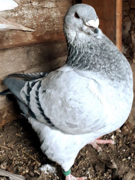 Achiziție Libii - ACHIZITII NOI