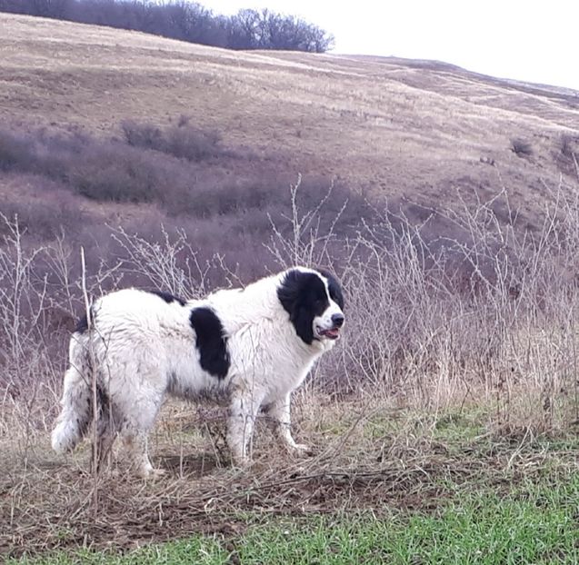 29.12.19 - 14-CRB Balto