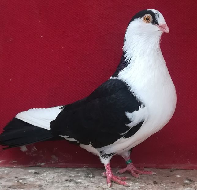  - Baltati pe negru ochi galbeni