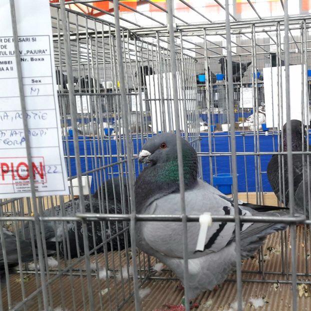  - Expozitia ExpoFauna Hotarele 2019