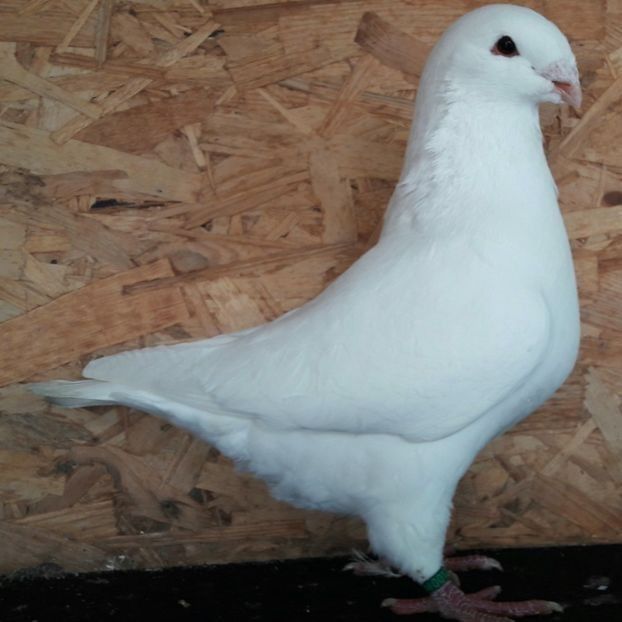  - 3---AGH DAȚI 2019 - 2025